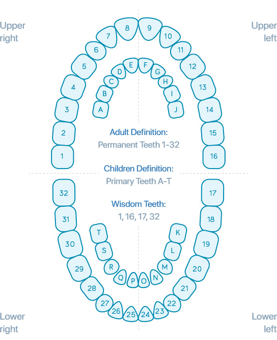 Baby Teeth Chart Letters - Captions Cute Viral